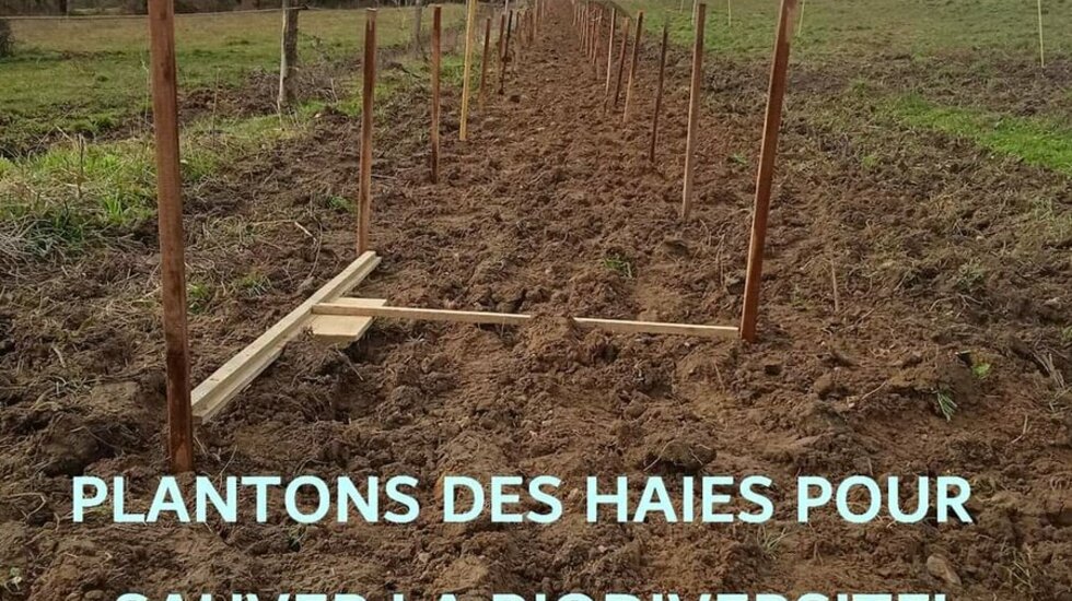 Plantation de haie