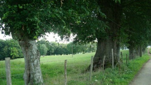 DES ARBRES REMARQUABLES	