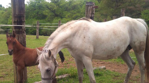 LA FERME EQUESTRE DES RIBIERES