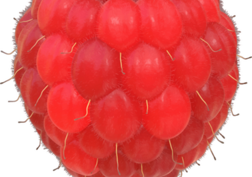 cueillette de framboises bio 