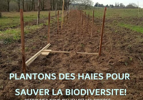 Plantation de haie