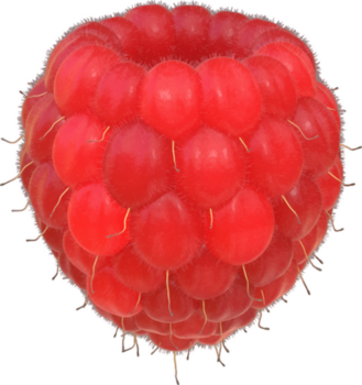 cueillette de framboises bio 