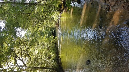 restauration de la végétation de bords de Briance