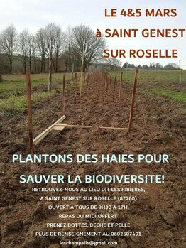 Plantation de haie